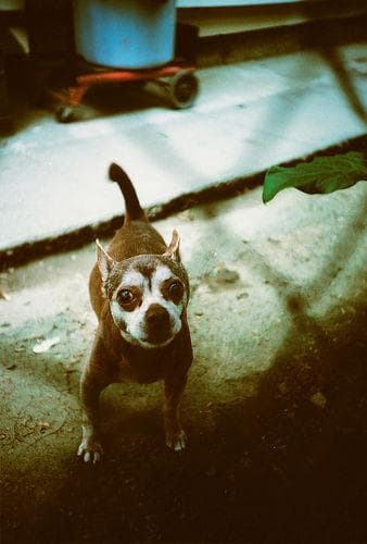 Pumba
