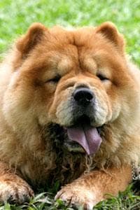 Rufo