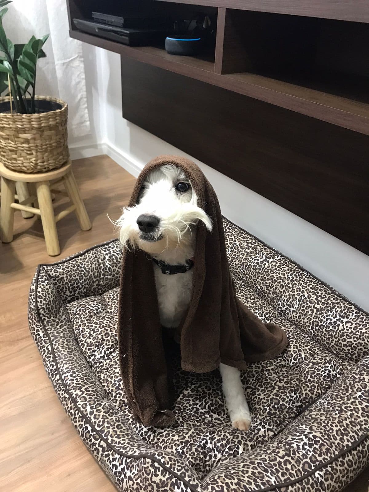 Maya