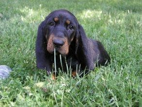 Negrito