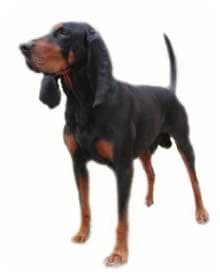 Negrito