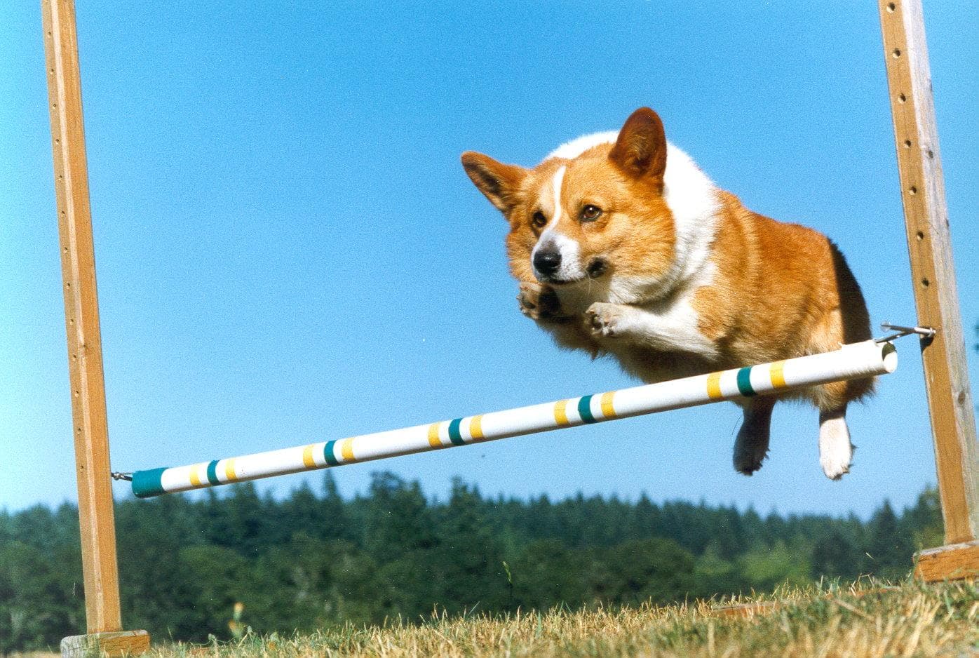 Mochi