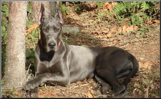 Rocco