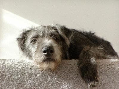 Rufo