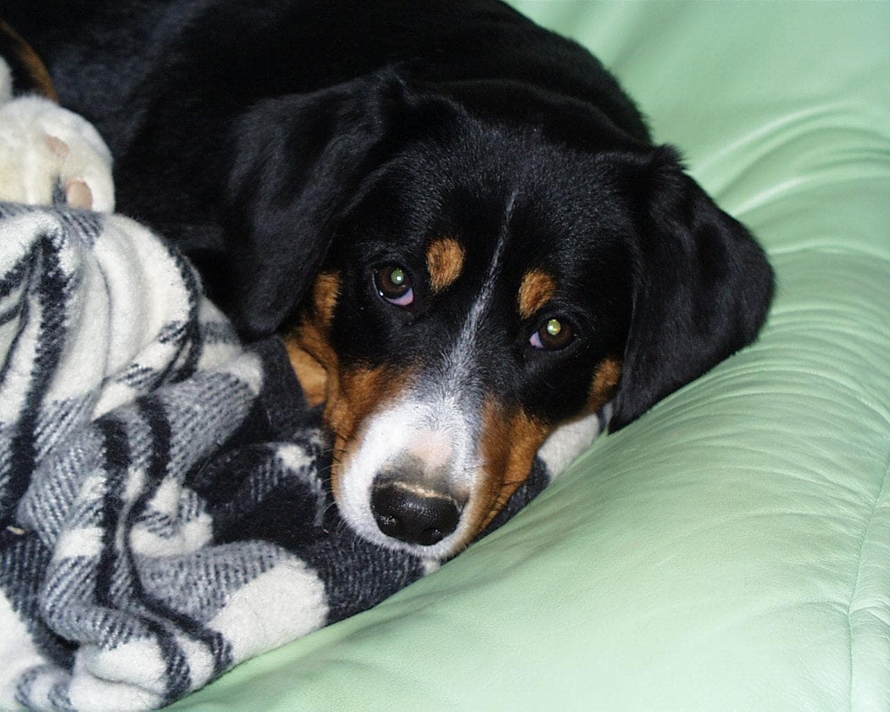 Blanquita