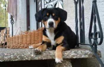 Bruno