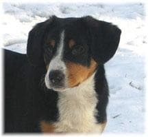 Odie