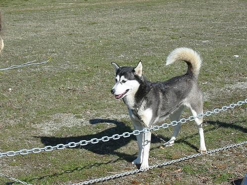 Yuki