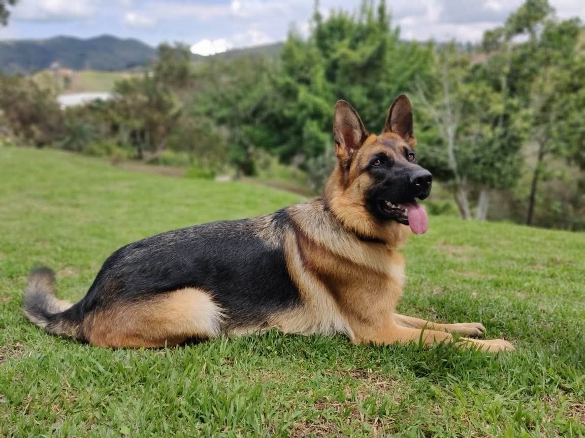 Manchita