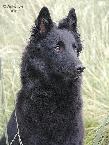 Lulu