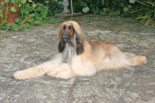Sultan
