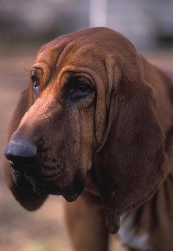 Beto
