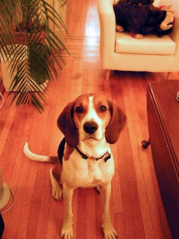 Odie