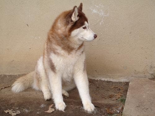 Yuki