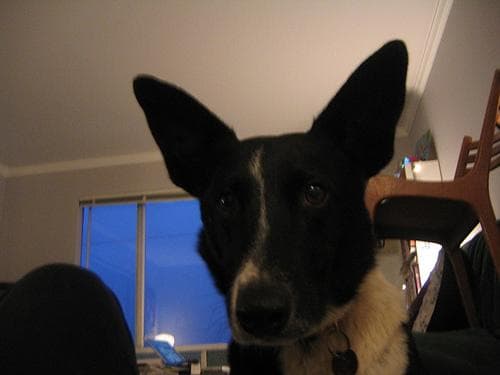 Lulu