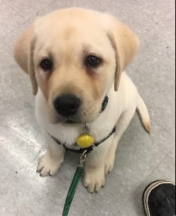 Lulu