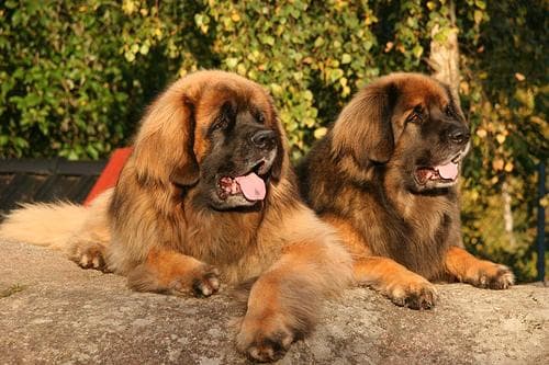 Rufo