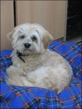 Odie
