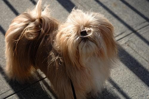 Cuca