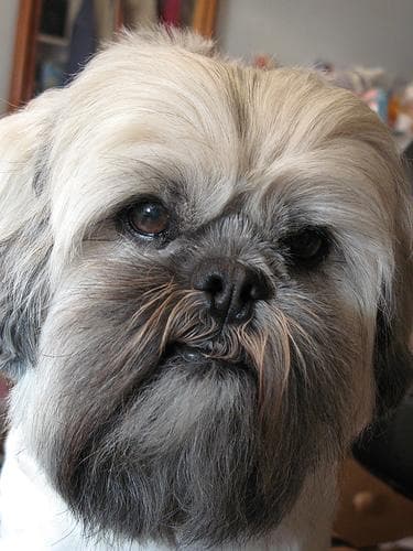Tina