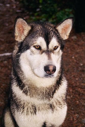 Trueno