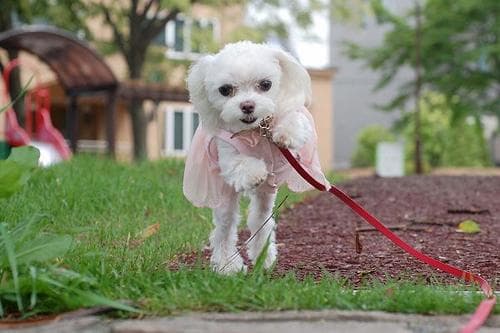 Lulu