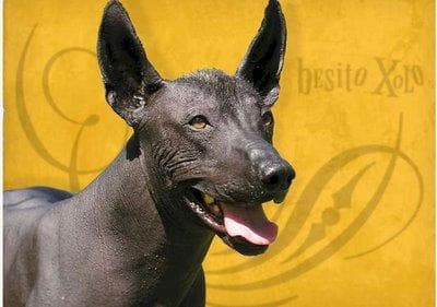 Oso