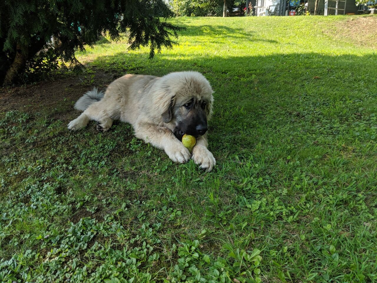 Negrito