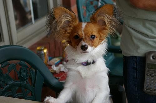 Diva