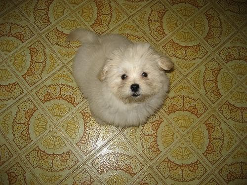 Rex