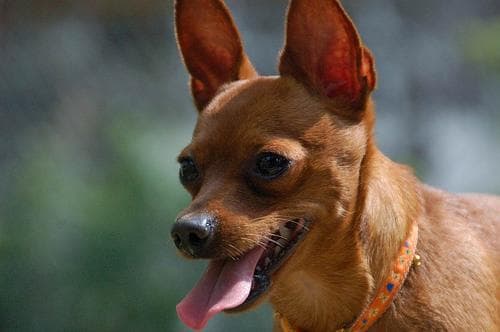 Canela