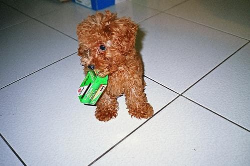 Coco