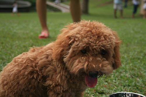 Rufo