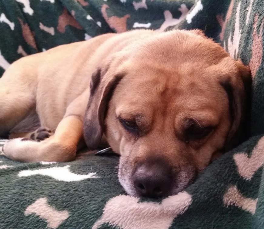 Nala