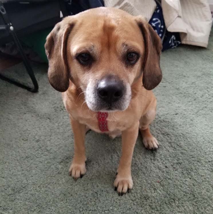 Rex
