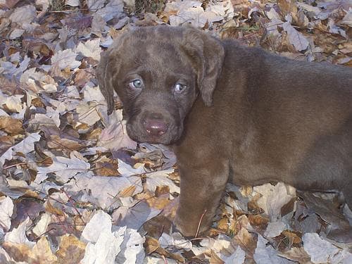 Canela