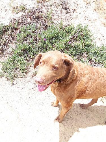 Odie