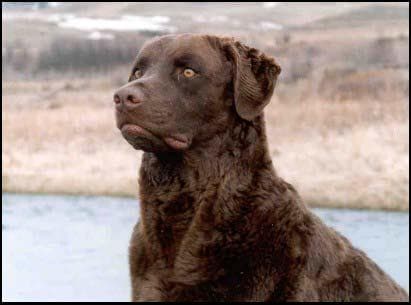 Negrito