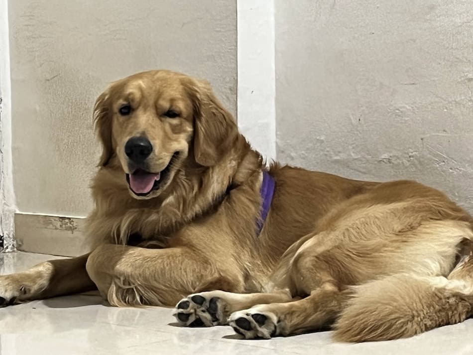 Blanquita