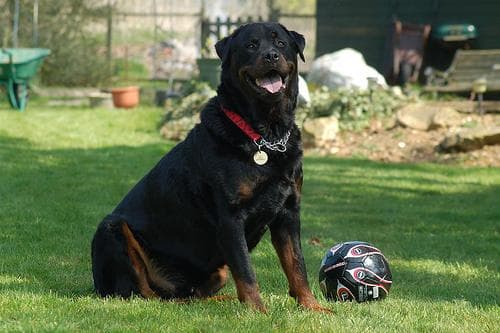 Rufo