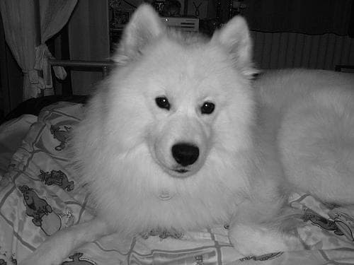 Pipi