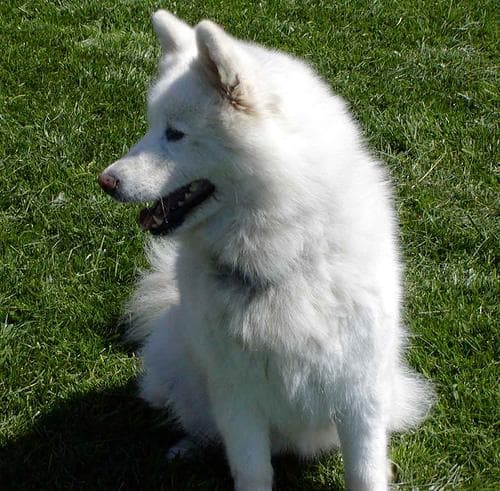Lulu