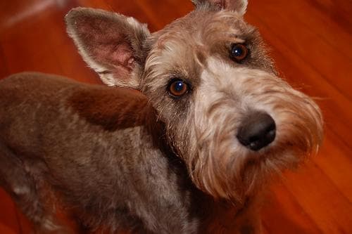 Canela