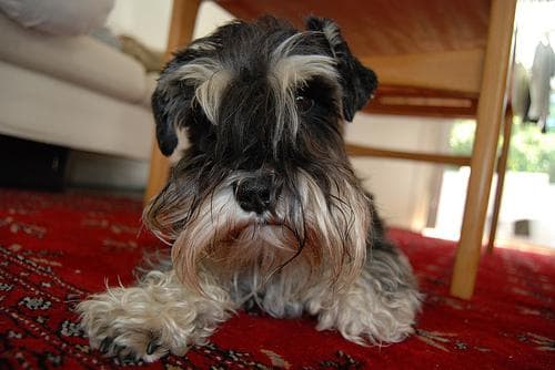 Trueno