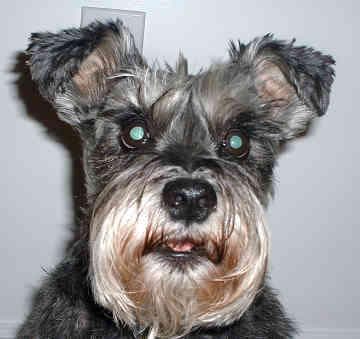 Simón