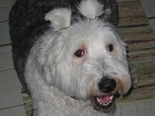 Blanquita