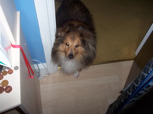 Toby