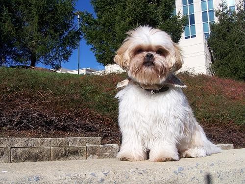 Rufo