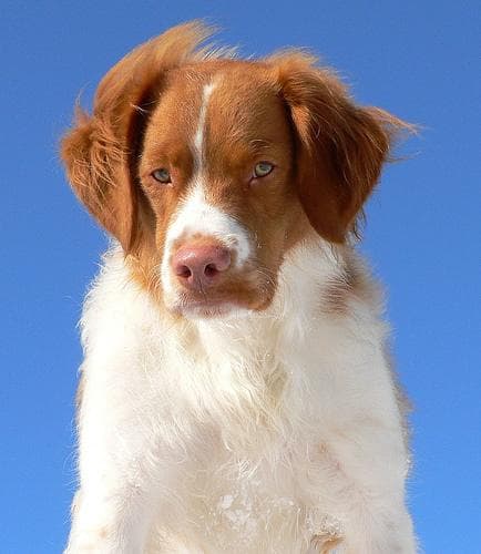 Canela