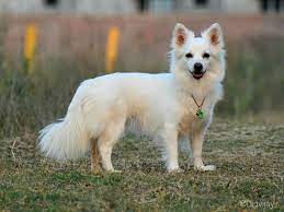 Cuca